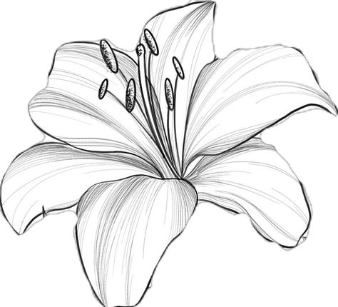 #tattoo #tattoos #flowers #flowertattoo #littletattoos #smalltattoos #ink #prettytattoos #floraltattoos Color Lilly Tattoo, Lillies Drawings, Lily Tattoo Stencil, Waterlily Tattoos, Lilly Flower Drawing, Tatoos Design, Lilly Tattoo Design, Lily Flower Tattoo, Lilly Flower Tattoo