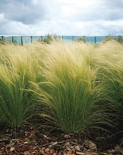 Gorgeous ornamental grasses add movement, color and texture to gardens made in the shade or sun. Ornamental Grasses For Shade, Ornamental Grass Landscape, Garden Grasses, Mexican Feather Grass, Cottage Landscape, Shade Grass, Garden Grass, Grass Landscape, Ornamental Grass