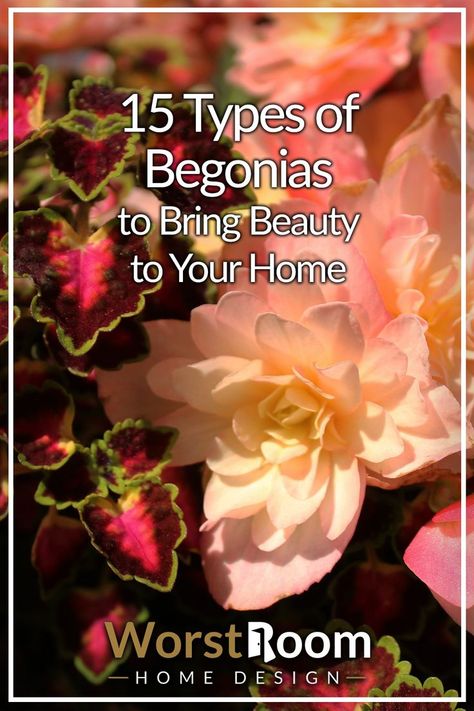 types of begonias Types Of Begonias, Flowering Plants, Flower Beds, Green Thumb, Indoor Plants, Planting Flowers, Garden Design, Herbs, Bring It On