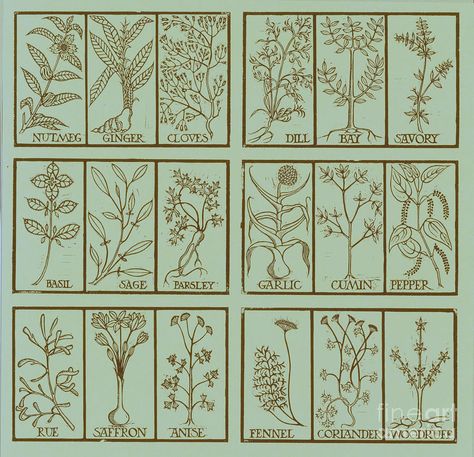 Edible Herbs Photograph  - Edible Herbs Fine Art Print Medieval Herbs, Medicinal Plants Names And Pictures, Botanical Illustration Vintage Herbs, Herb Poster Botanical Prints, Encyclopedia Of Magical Herbs, Edible Plants, Plant Sale, Pyrography, Permaculture