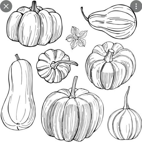 Butternut Squash Tattoo, Pumpkin How To Draw, Squash Drawing, Fall Sketches, Pumpkin Drawing Ideas, Pumpkin Sketch, Pomegranate Art, House Plans With Pictures, Fall Drawings