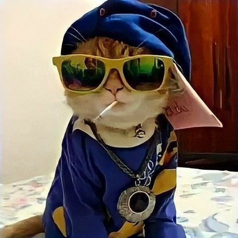 #Fenerbahçe #Fenerbahce #Fyp #Pin #Pinterest #Kedi #FenerbahceliKedy #Fb #Keşfet #Kesfet #FenerDiyeOlduk Cat Profile, Cute Cats, Cute Animals, Kitty, Wallpapers, Sunglasses, Iphone, Memes, Funny