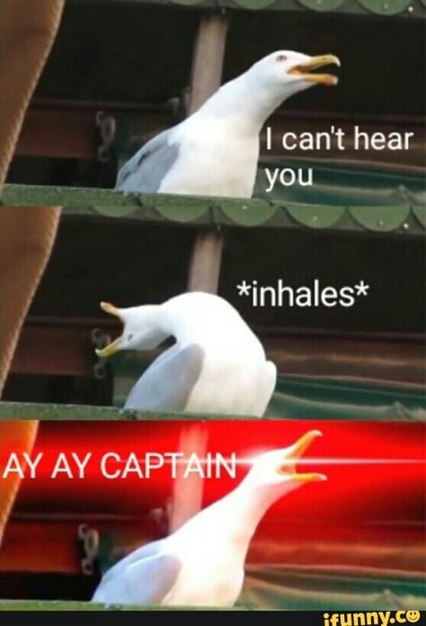 Bird Meme, Funny Duck, Funny Birds, Funny Animal Memes, Phantom Of The Opera, Animal Memes, Funny Posts, Dreamworks, Funny Cute