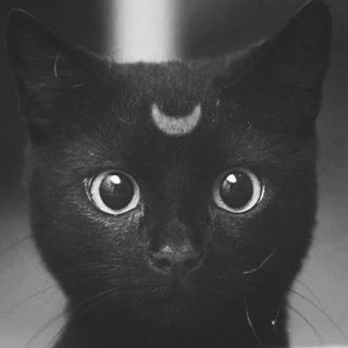 Black Cat Day, Sailor Moon Background, Black Cat Aesthetic, Cats Tumblr, Anime Kitten, Diy Dog Costumes, Dog Costumes, Anime Cat, Cat Aesthetic