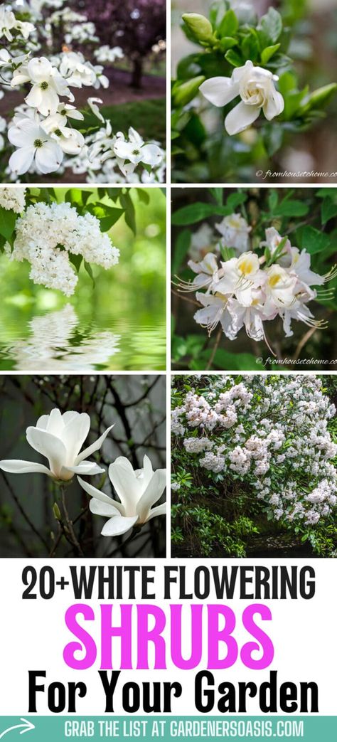 I love these bushes with white flowers to use in my garden design. They will look beautiful in my blue and white backyard garden landscaping. Shrubs With White Flowers, Garden Color Scheme, Bush With White Flowers, White Perennial Flowers, Blue And White Garden, Growing Gardenias, White Flowering Shrubs, Dogwood Blooms, Evergreen Bush