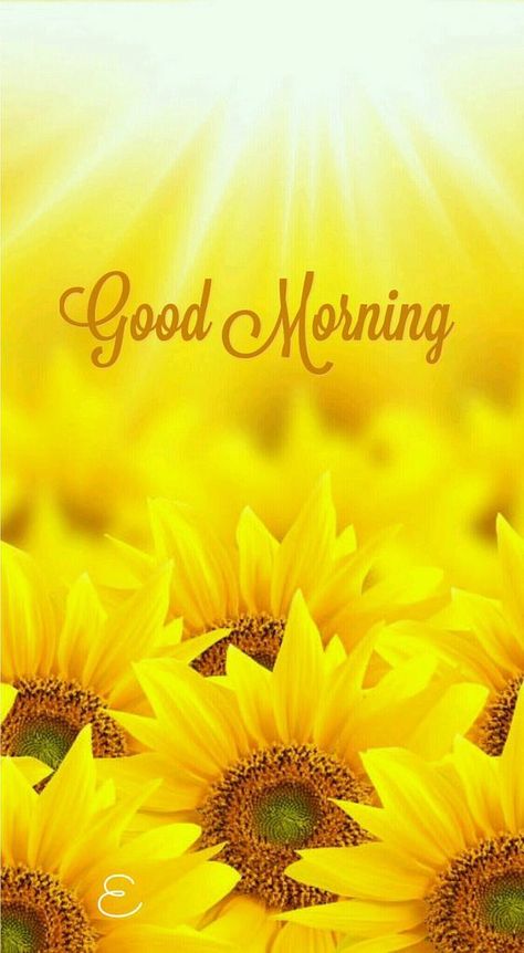 Morning Sunflower, Latest Good Morning, Good Morning Wallpaper, Good Morning Beautiful Images, Good Morning Cards, Good Morning Images Flowers, Good Morning Photos, Morning Blessings, Good Morning Sunshine