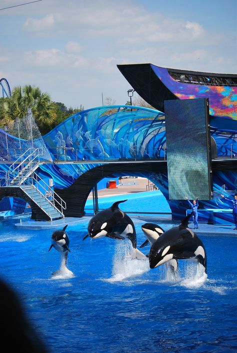 Sea World, Orlando,Fla--Victoria's future "office"  I cried watching this Animals are the closest to God that we get on earth. They are sinless. Sea Life Orlando Aquarium, Sea World Florida, Orlando Sea World, Sea World Orlando, Future Office, Florida Adventures, Magic Land, Seaworld Orlando, Orlando Hotel