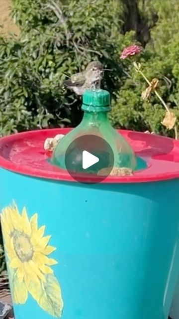 Humming Bird Bath, Bottle Fountain, Diy Soda, Baby Hummingbirds, Bird Fountain, Solar Fountain, Taking A Bath, Soda Bottle, Soda Bottles