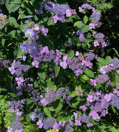 The Walshes’ Garden in Ontario, Part 2 - FineGardening Hydrangea Paniculata Limelight, Lace Cap Hydrangea, Annabelle Hydrangea, Japanese Maples, Hydrangea Paniculata, Acer Palmatum, Fine Gardening, Agaves, Japanese Maple