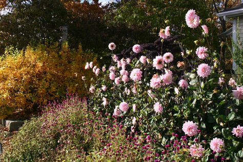 Dahlia Karma Prospero Cut Flower Garden, Cut Flowers, Dahlia, Flower Garden, Flowers, Plants