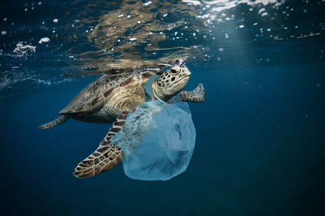 Marine Pollution, Environmental Pollution, Plastic Pollution, Endangered Animals, A Turtle, Sea Birds, Sea Animals, Marine Life, Sea Turtle