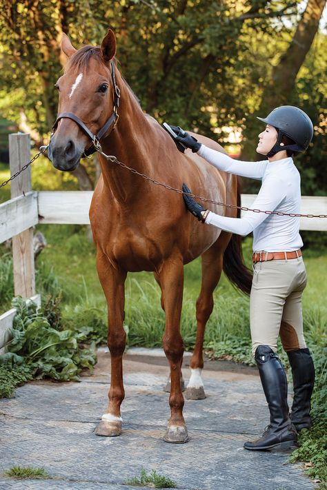 Horse Standing Up, Grooming Horse, Horse Vet, Horse Riding School, Horse Standing, Horse Lead, Horse Brushes, Dog Cat Pictures, Show Jumping Horses