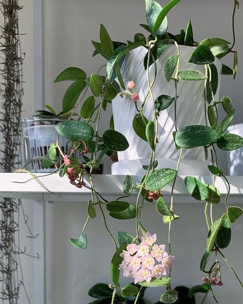 hoya thomsonii • Instagram Hoya Thomsonii, Hoya Bloom, Wishlist Plants, Prettiest Flowers, Arreglos Ikebana, Hoya Plant, Plant Wishlist, Tropical Flower Plants, Plants Are Friends