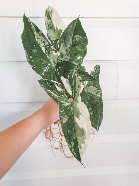 plant, syngonium, syngonium fantasy, rare, variegated, variegated plant Syngonium Fantasy Plant, Fantasy Plant, Plant Knowledge, Houseplant Decor, Wishlist Plants, Dream Plants, Arrowhead Plant, Plant Wishlist, Plant Goals