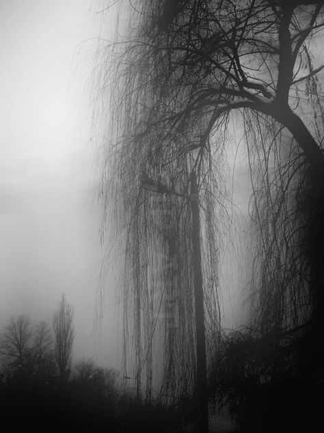 So hauntingly beautiful Trees Beautiful, Weeping Willow, Green Earth, Natural Nature, Foto Art, Willow Tree, Black White Photos, Dark Night, Magical Places