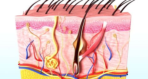 Sweat Gland Count | Fact | FactRepublic.com Human Kidney, Early Humans, Developmental Stages, Sweat Gland, Gene Expression, Genetic Disorders, Unbelievable Facts, Skin Tissue, Hair Follicles