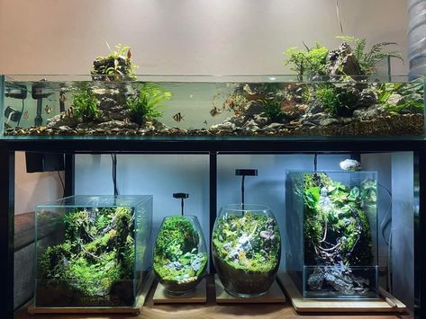 Aquarium Architecture, Reptile Room, Aquascape Aquarium, House Color Schemes, Aquarium Design, Garden Terrarium, Pet Fish, Nature Collection, Terrarium Plants