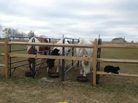 Outdoor Horse Feeding Stalls, Feeding Stalls For Horses, Horse Feeding Stalls, Horse Feeding Ideas, Easy Horse Stalls Diy, Horse Feeding Station, Feed Shed, Horse Feeding, Horse Farm Ideas