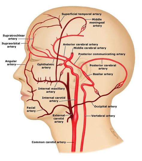 VESSEL PATHWAY The external carotid artery is a branch of the common carotid artery. Aorta → Brachiocephalic  (only on right) → Common Carotid → External Carotid FUNCTION CAUSES OF INJURY CLINICAL … Arteries Anatomy, Nervus Vagus, Internal Carotid Artery, Vertebral Artery, Facial Anatomy, Carotid Artery, Brain Anatomy, Human Body Anatomy, Medical School Studying