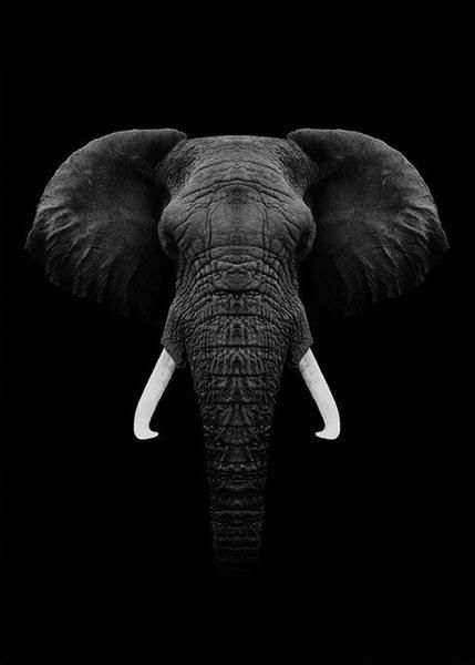 Elephant Black And White, Regard Animal, Elephant Photography, Elephant Wallpaper, Black Elephant, Elephant Pictures, Elephants Photos, Elephant Drawing, Elephant Tattoo