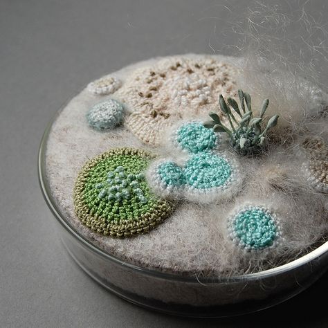 "crochet petri dish," one of many wonderful crocheted/fiber arted mold-like creations. Petri Dish Art, Fungi Art, Dish Art, Petri Dishes, Growth And Decay, Under The Microscope, Petri Dish, Colossal Art, Freeform Crochet