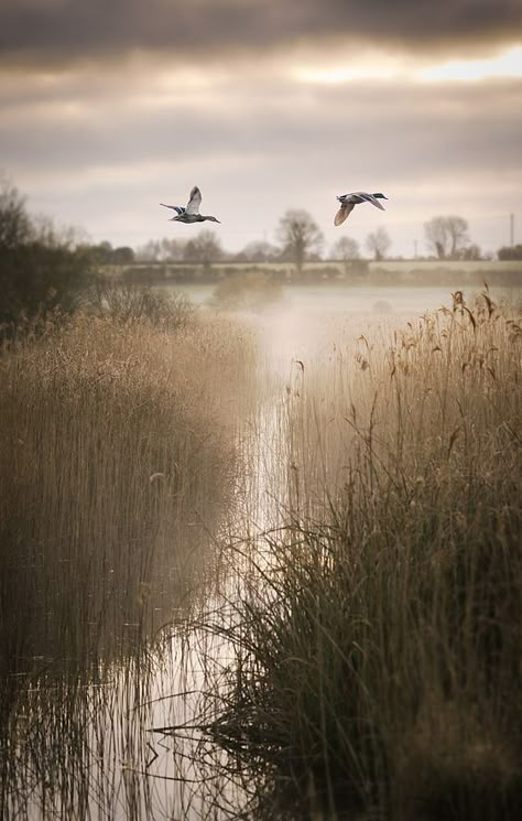 Duck Hunting Wallpaper, Hunting Backgrounds, Hunting Wallpaper, Hunting Photography, Country Backgrounds, Best Cameras, Duck Hunting, Birds Flying, Nature Aesthetic