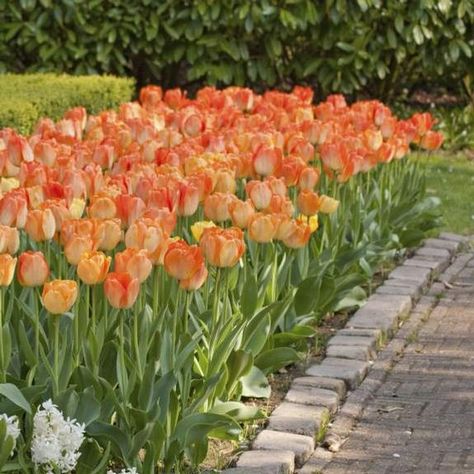 Longfield Gardens Saffron Orange, Deborah Silver, Longfield Gardens, Tulip Garden, Orange Tulips, Tulips Garden, Spring Flowering Bulbs, Garden Designer, Plant Information