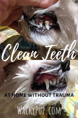 Dogs Teeth, Dental Cavities, Plaque Removal, Dog Teeth Cleaning, Tooth Sensitivity, Stronger Teeth, Dental Cleaning, Gum Care, Puppy Stuff