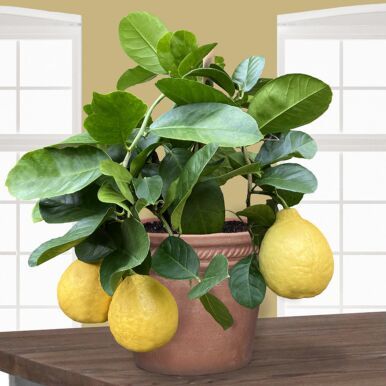 Fruiting Container Plants for Sale Online at Logee's Kumquat Tree, Meyer Lemon Tree, Citrus Plant, Acid Loving Plants, Tiny Plants, Low Light Plants, Citrus Trees, Plants For Sale, Lemon Tree