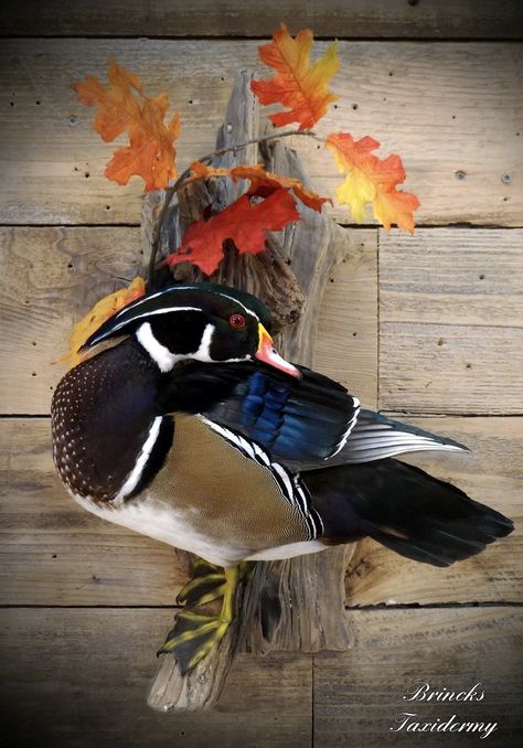 Wood Duck Taxidermy, Duck Taxidermy Mounts, Duck Taxidermy, Duck Mounts Taxidermy, Duck Mounts, Wood Duck Mounts, Duck Hunting Decor, Deer Mount Decor, Deer Mount Ideas