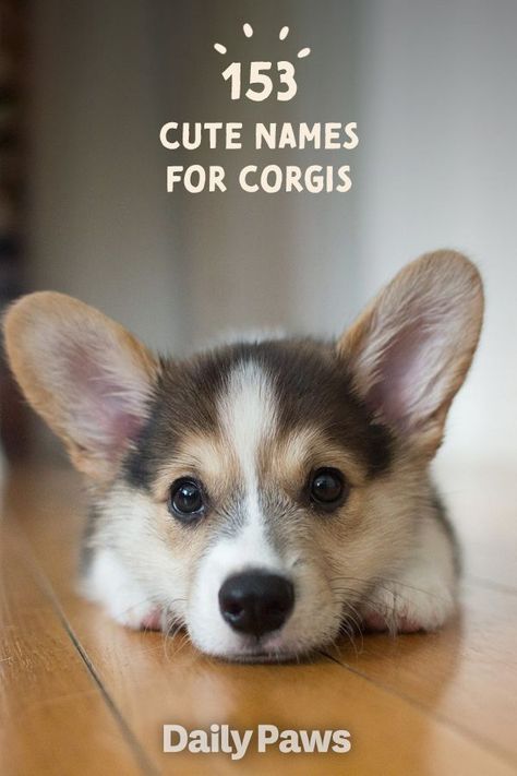 Corgi Dogs, Baby Corgi Puppies, Corgi Names Female, Corgi Names List Male, Corgi Puppies, Corgi Training Tips New Puppy, Pet Names For Dogs, Puppies Names Female, Black Corgi