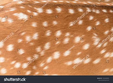 Deer skin pattern white spot in picture.pattern#skin#Deer#picture Deer Spots Pattern, Deer Pictures, Spots Pattern, Skin Pattern, Deer Skin, Pattern White, Skin Color, Royalty Free Photos, New Pictures