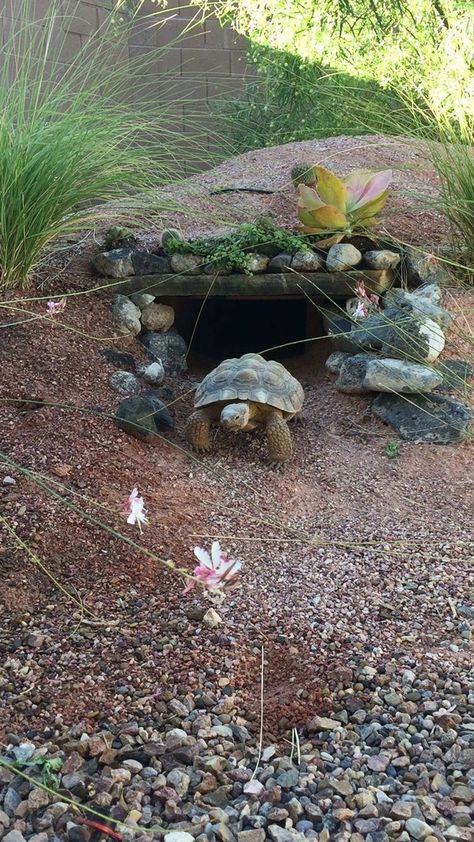 Tartaruga Habitat, Turtle Cage, Outdoor Tortoise Enclosure, Turtle Enclosure, Red Footed Tortoise, Turtle Care, Turtle Homes, Tortoise House, Tortoise Enclosure