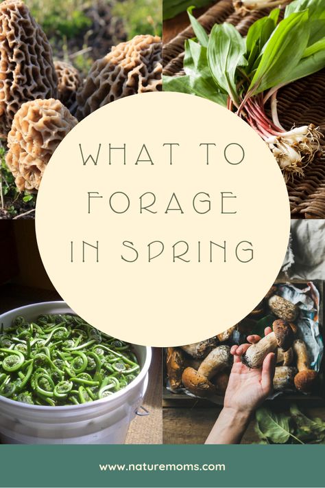 Food Foraging, Wild Foraging, Wild Food Foraging, Foraging Recipes, Edible Wild Plants, Foraged Food, Spring Hiking, Wild Edibles, Survival Food