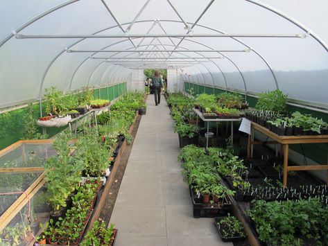 Polytunnel Layout Ideas, Polytunnel Interior, High Tunnel Greenhouse Layout, Polytunnel Ideas, Tunnel House Gardening, High Tunnel Vs Greenhouse, Greenhouses Ideas, Poly Tunnel Greenhouses, Greenhouse Benches