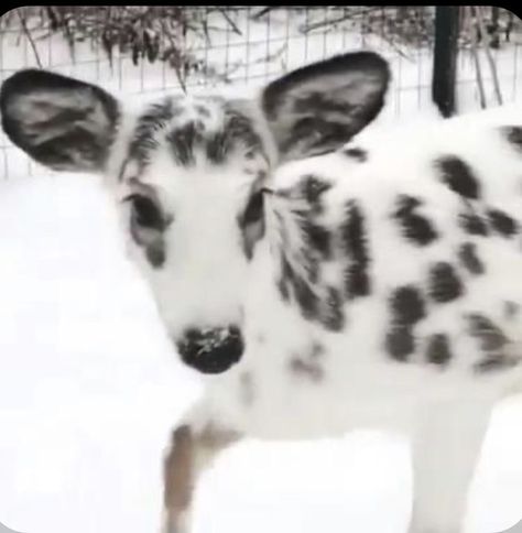 Cute Animal Art, Baby Deer, The Snow, Animal Art, Deer, Most Beautiful, Cow, White, Black