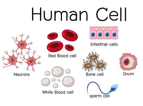 Human Cell Diagram, Plant Cell Structure, Human Cell, Anatomy Education, Cell Diagram, General Biology, Human Body Organs, Medical Laboratory Science, Biology Lessons