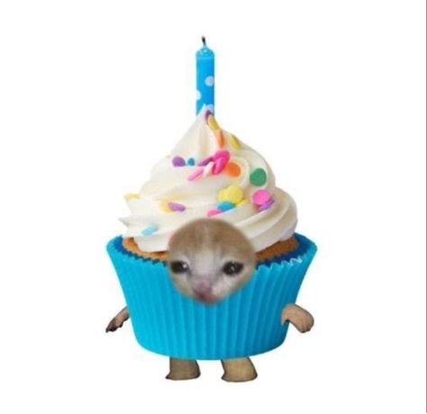 Cursed Happy Birthday Images, Happy Birthday Cursed, Happy Birthday Reaction Pic, Happy Birthday Massage, Silly Happy Birthday, Cupcake Cat, Me Happy Birthday, Happy Birthday Cat, Birthday Icon