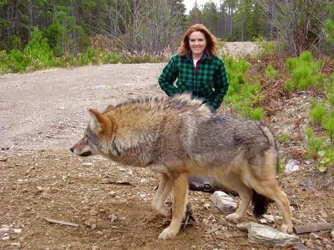 "This is a cyote and not a wolf believw it or not."  I'ld say it's a bush wolf - grey wolf/coyote cross. We have a lot of them out here. Funny Bra, Huge Wolf, Wolf Hybrid Dogs, Wolf Hybrid, Hybrid Dogs, Wolf Pictures, Beautiful Wolves, Airedale Terrier, Wild Dogs