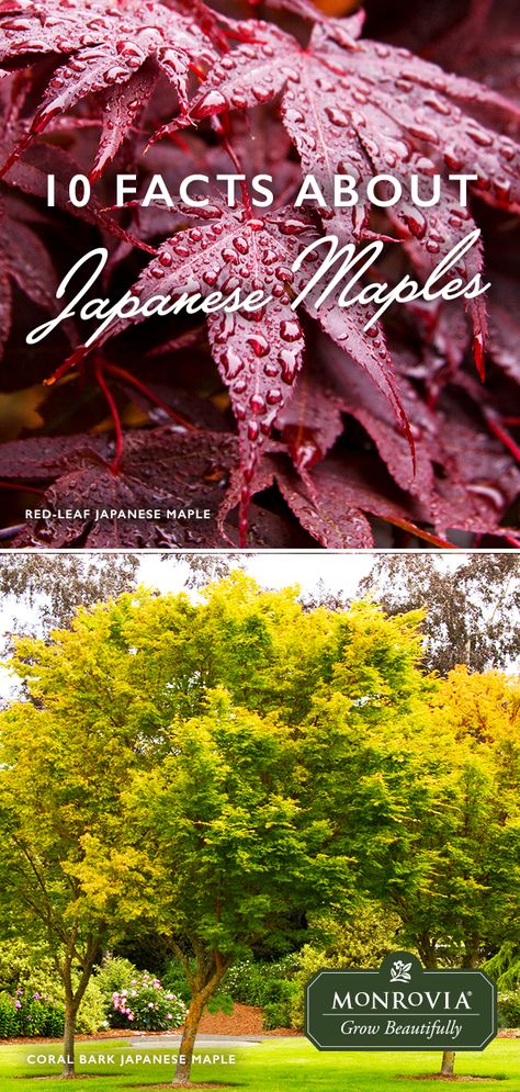 The iconic Japanese maple tree is among the most versatile small trees for use in the landscape. Get to know these fuss-free beauties a bit better with 10 fun facts. Small Japanese Maple Tree Landscape, Mini Japanese Maple Tree, Landscaping With Japanese Maple Trees, Landscape With Japanese Maple Tree, Japanese Maple Tree Landscape Front Yard, Japanese Maple Tree Landscape Front Yards Flower Beds, Montana Landscaping, Japanese Maple Tree Care, Japanese Maple Tree Landscape