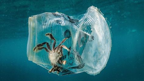 The ocean is nature's number one influencer but thanks to plastic, its health is in free fall. Humanity, do better. Ocean Pollution, Save Our Earth, Plastic Pollution, Save Earth, Plastic Waste, Elba, Environmental Art, Art Plastique, Marine Life