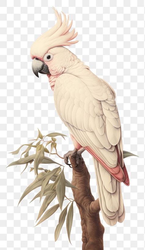 Cockatoo Drawing, Drawing Parrot, Umbrella Cockatoo, Aesthetic Pngs, Parrot Wallpaper, Png Elements, Cartoon Png, Vintage Png, Bird Wings