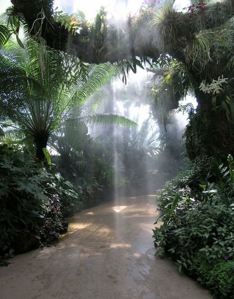 Forest Photos, Fantasy City, Tropical Landscaping, Tarzan, Nature Aesthetic, Pretty Places, Green Aesthetic, Travel Aesthetic, Mother Earth