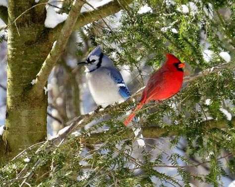 Bluejay & Cardinal Red Cardinal Tattoo, Red Cardinal Tattoos, Blue Jay Tattoo, Tame Animals, Cardinal Tattoo, Red Cardinal, Winter Beauty, Red Birds, Bird Photo