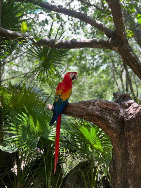 Parrot Aesthetic, Jungle Aesthetic, Jungle Birds, Jungle Life, Jungle Love, Art Alevel, Nature Collage, Jungle Vibes, Tropical Animals