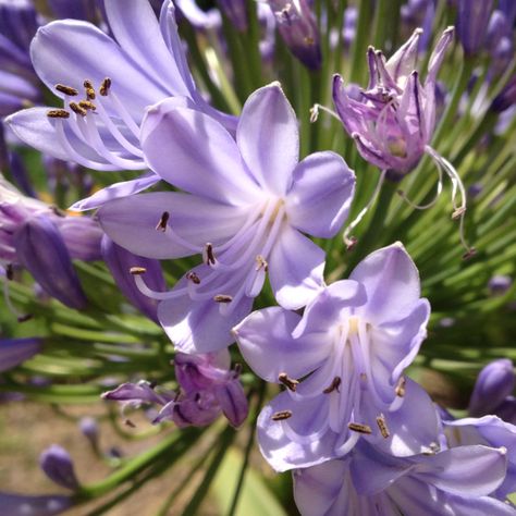 Lilly of the nile Purple Lilies Aesthetic, Purple Lillies Aesthetic, Purple Lily Aesthetic, Lillies Flowers Aesthetic, Lilly Garden Ideas, Lilly Of The Nile, Lilly Core, River Lily, Purple Lily Flower