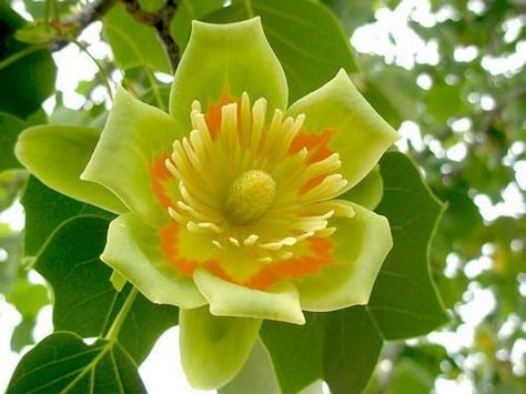 Tulip Poplar Tree, Liriodendron Tulipifera, Tulip Poplar, Tulip Tree, Poplar Tree, Plant Fungus, Seed Germination, Banana Tree, Tickled Pink