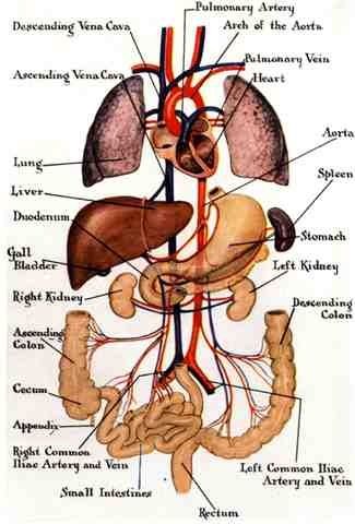 Are your organs communicating? Are your organs friends? How well do your organs know each other?  You can measure this, you know.  Let's also increase communication between organs and the heart center. In health and wellness, “inner cooperation” is the goal. In our psyche, this points to Theta and Delta frequencies, where our cells know how to be healthy; at least, until we allowed-created-promoted disturbance. Read More here: http://goo.gl/tcTtzp Human Organ Diagram, Human Body Organs Anatomy, Body Organs Diagram, Body Anatomy Organs, Human Anatomy Picture, Human Anatomy Chart, Human Body Vocabulary, Human Body Diagram, अंग्रेजी व्याकरण