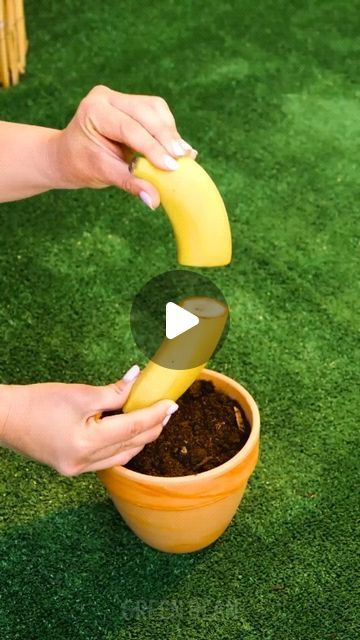 Banana Hacks, Garden Hack, How To Grow Bananas, Growing Tomato Plants, Grafting Plants, Growing Fruit Trees, Education Facts, Small Vegetable Gardens, Growing Garlic