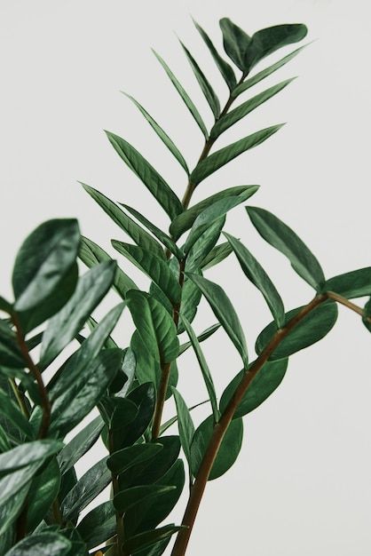 Green Aesthetic Tumblr, Light Gray Background, Zz Plant, Plant Lighting, Psd Icon, Green Aesthetic, Gray Background, Green Backgrounds, Vector Photo